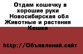 Отдам кошечку в хорошие руки - Новосибирская обл. Животные и растения » Кошки   